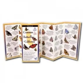 Common Butterflies of California